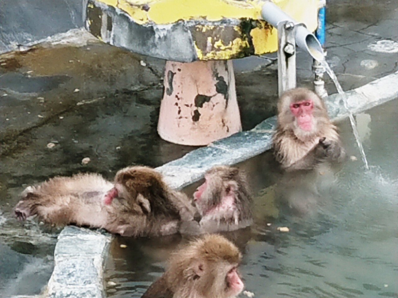 函館市 今年も 函館市熱帯植物園 のサル山のプールに温泉が引き入れられました 号外net 函館市 渡島支庁