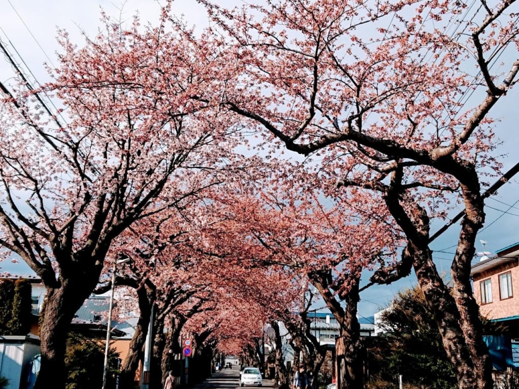 2020年桜ヶ丘通の桜並木