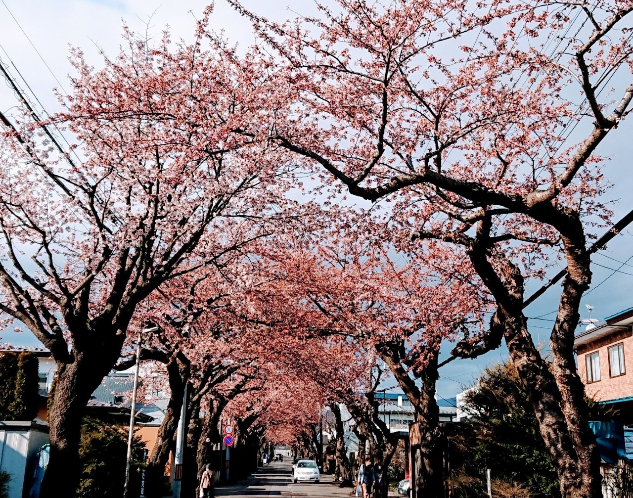 2020年桜ヶ丘通の桜並木