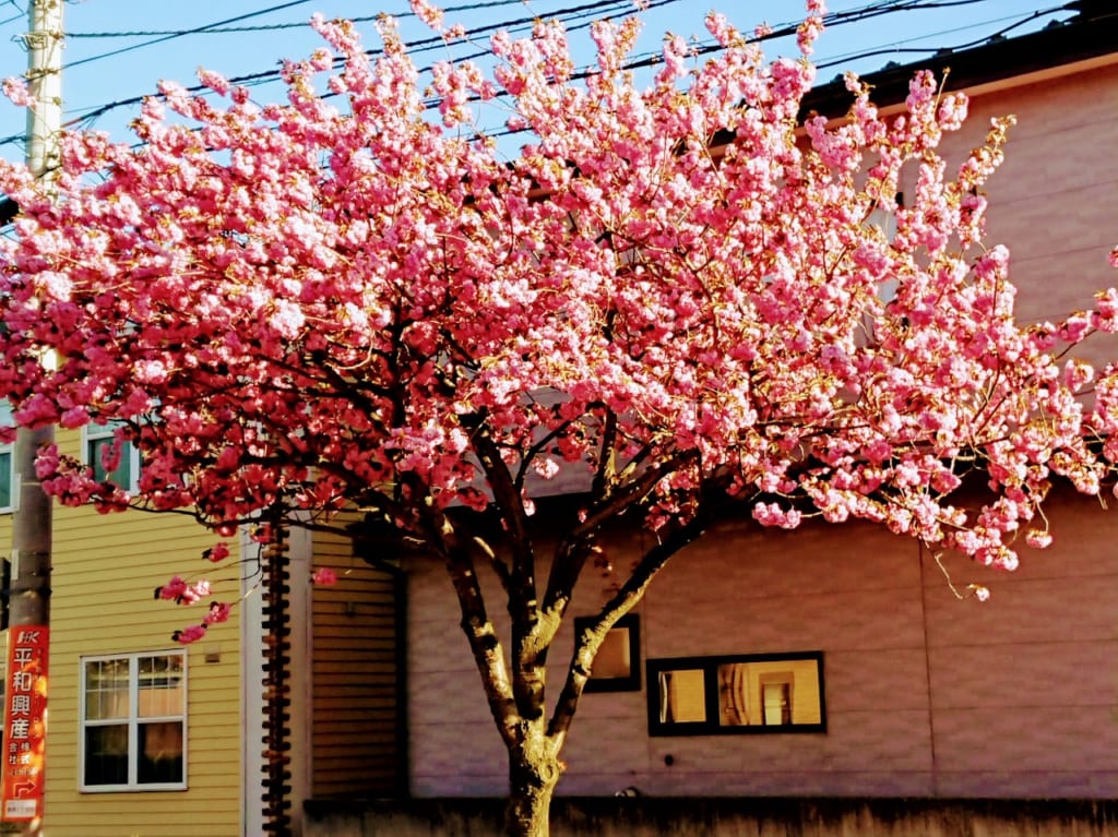 2020年八重桜