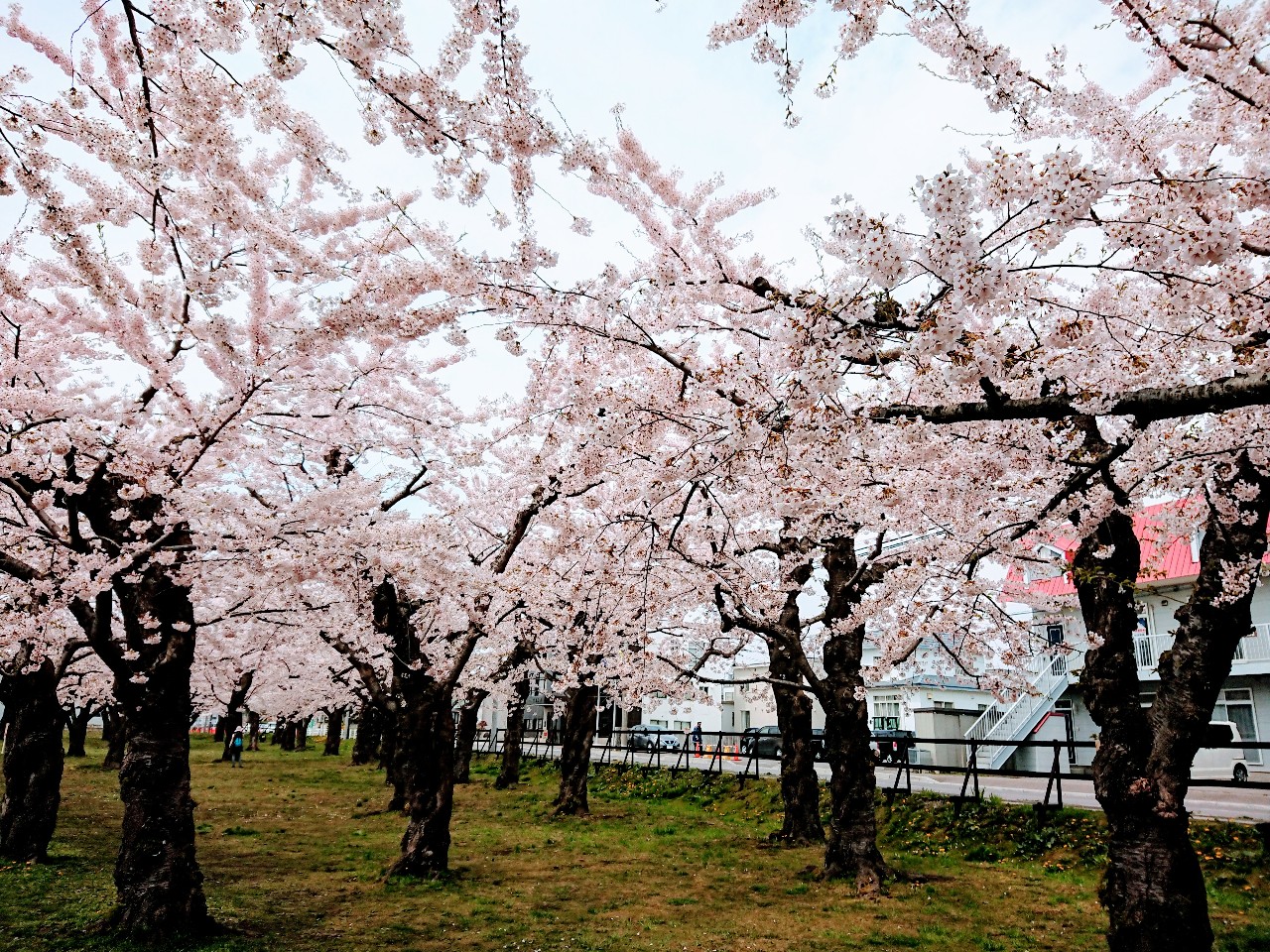 函館市 今年は外堀しか歩けませんが外堀から見る五稜郭公園の桜もキレイです 号外net 函館市 渡島支庁